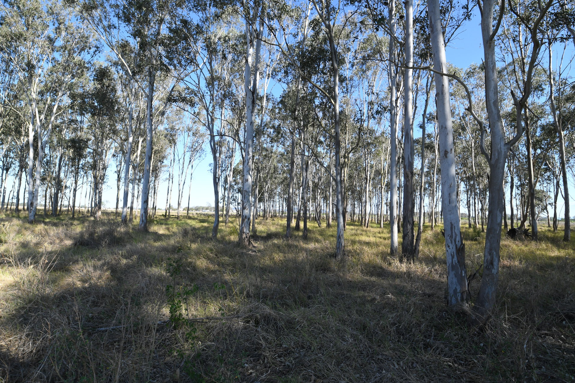 175877966717382760-rsd